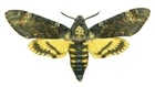 Unmounted Butterfly/Sphingidae - Acherontia atropos, 1 PCS male or FEMALE