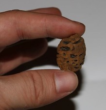 Metasequoia PINE CONE - Dinosaur Age Hell Creek Cretaceous Nice Quality Fossil