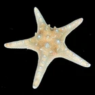 Knobbly Starfish 15-17 cm for crafts or interior decor