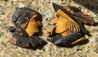 1937 GREAT LAKES EXPOSITION CLEVELAND OHIO WOOD CARVING SOUVINER — photo 7