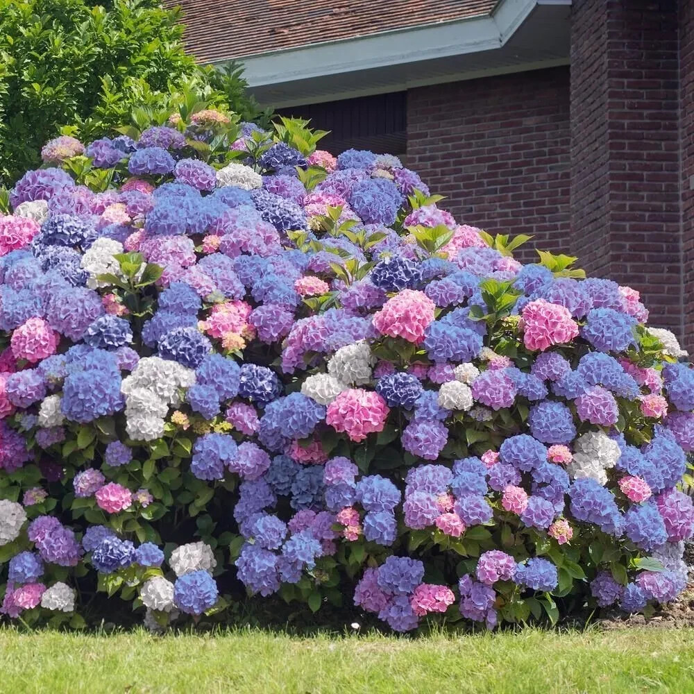 5 3 in 1 Hydrangea Seeds Perennial Garden Shrub Flowers Flower