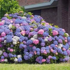 5 3 in 1 Hydrangea Seeds Perennial Garden Shrub Flowers Flower Bush Seed 1406