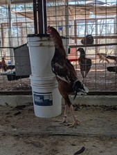 Indio Gigante Hatching Eggs Rare 4+  NPIP #4766 -(Shipping Restrictions-Read)