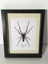 Giant Golden Orb-Weaver Spider (Nephila maculata) in Box Frame Insect Taxidermy 