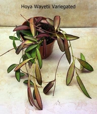 Hoya Wayetii Variegated - 4" Pot Tricolor Wax Vine Live Plant