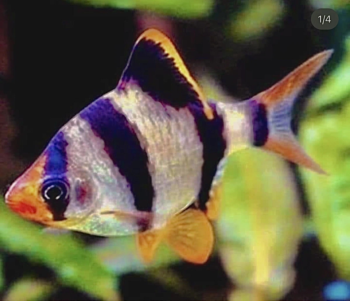 Tiger hotsell fish aquarium