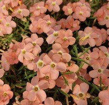1x Bombilla, Pomelo Oxalis #5, Bombillas Suculentas 04/02/2026