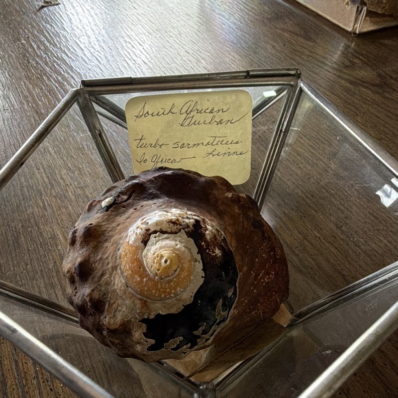 Vintage South African Turbo Sarmaticus Turban Shell w/ Operculum