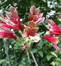 15 Alstroemeria Psittacine Parrot Flower Peruvian Princess Lily Tubers