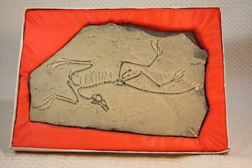 Replica Non-Flying Dinosaur Skeleton Fossil Statue Office Display Decor Gift