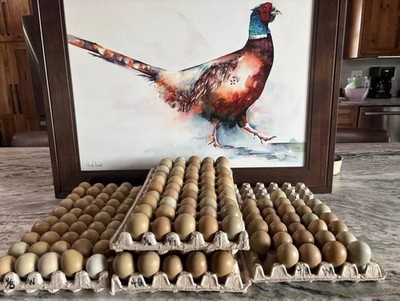 Ringneck pheasant eggs - 50