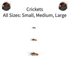 Live Crickets Size: Sm, Md, Lg Qty:100 -1000 USPS&FedEx Includes Heat Pack