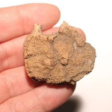 Juvenile Triceratops Vertebra Dinosaur Fossil - Hell Creek Formation Cretaceous