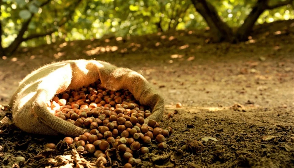 12 Seeds American Hazelnut Tree (Corylus Americana) American Filbert - Image 3 of 4