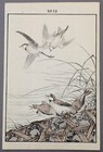 Imao Keinen Japanese Meiji Kacho-e Woodblock Print From Album of Birds & Flowers — photo 1
