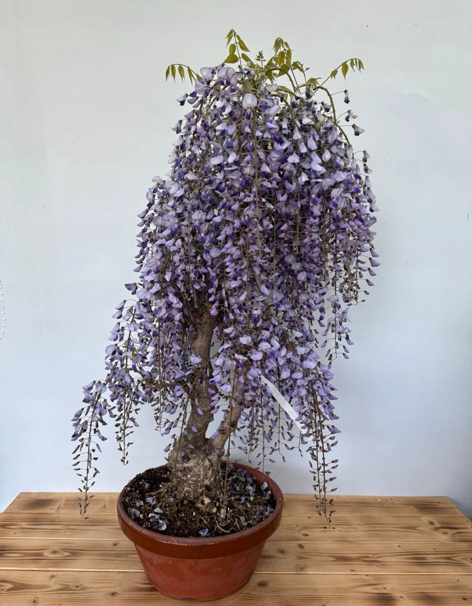 Bonsai-Bume mit Blauregen (Wisteria) online kaufen | eBay.de