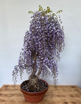 Bonsai Wisteria floribunda Nr 5102 blhend Laub abwerfend Blte Blauregen |  eBay.de