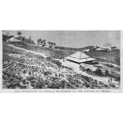 INDIEN Ein Teegarten an den Grenzen Nepals - antiker Druck 1883
