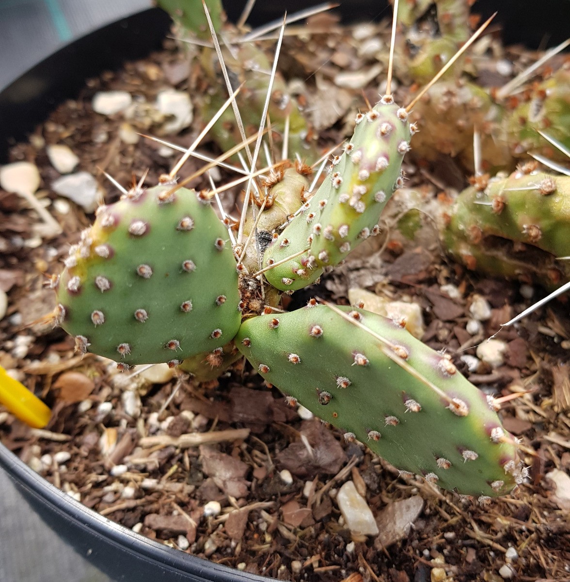 Opuntia phaeacantha Salmonea Richter le cactus grand froid qui résiste au gel hivernal