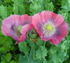 5,000 Organic Stratified Hens and Chicks P Somniferum Poppy Seeds For Planting
