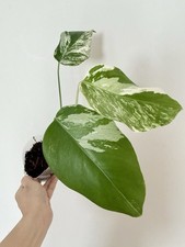 Rooted Variegated Monstera Albo Borsigiana Plant