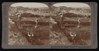 Ireland Cutting peat, the vegetable substitute for coal, near Kil - Old Photo