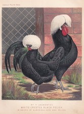 WHITE-CRESTED BLACK POLISH CHICKENS, WINNERS OF NUMEROUS CUPS AND PRIZES. C.1880