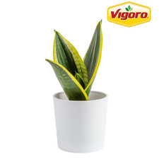 Grower'S Choice Sansevieria Indoor Snake Plant in 4 In. Decor Pot, Avg. Shipping