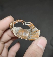 Exquisite Jurassic Natural Crustacean category collection Geologic rock spec