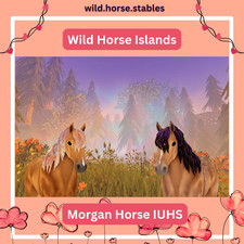 Wild Horse Islands - Morgan Horse IUHS