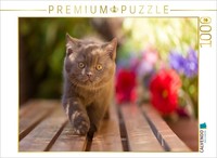 "Calvendo Puzzle An Image From The \"Kittens\" Calendar – British Shorthair Kittens"