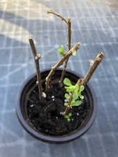 Goji Berry Plant With Pot Live Plant Ready To Plant