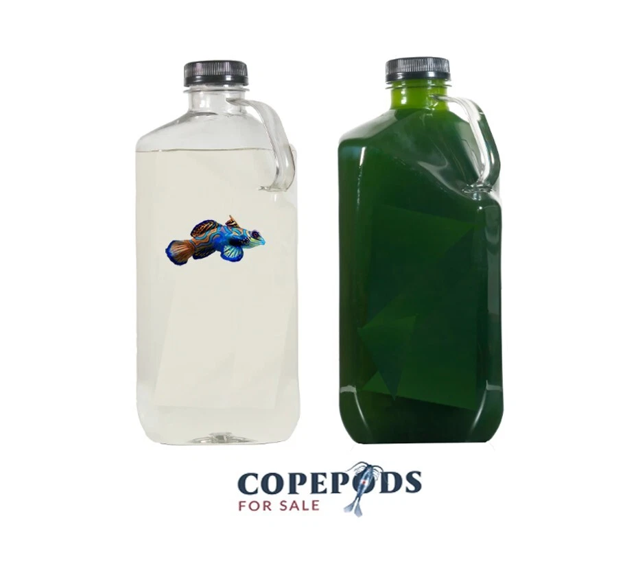COPEPOD PHYTO FOR SALE LIVE Copepod 16oz / Live Phytoplankton 16oz Combo - CopepodsForSale - FAST SHIP