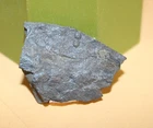 Onymagnostus hibridus Middle Ordovician Trilobite - Collection 1446 Booms