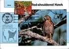 Dr Jim Stamps Maximum Card Red Shouldered Hawk 37C Fdc