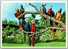 Postcard Miami FL Parrot Jungle Macaws Blue Gold Scarlet Hyacinth Military