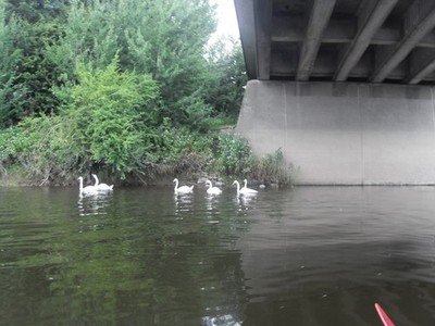 Photo A2 River Severn Under The Telford Way Road Bridge Shrewsbury  c2010