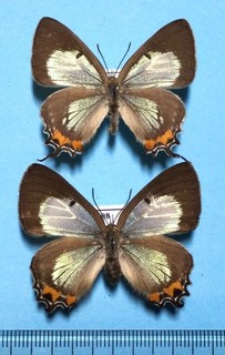 Jalmenus evagoras evagoras Male&female Victoria Australia