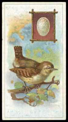 Fry's - ''Vögel & ihre Eier'' (1912) - Der Zaunkönig