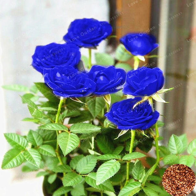 50 Pcs Seeds Rose Bonsai Blue Flowers RARE Perennial