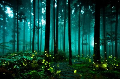 Fireflies Glowing Summer Forest At Night Landscape Photo Poster 