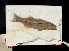 VERY LARGE IMPRESSIVE CARNIVEROUS MIOPLOSUS FISH, WYOMING - PERFECT FOR FRAMING!