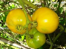50 Yellow/Orange Big Tomato Seeds.US grown seeds.