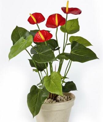 Künstliche Anthurium de Luxe ca. 55cm im schönen Topf - Top Qualität Kunstblumen