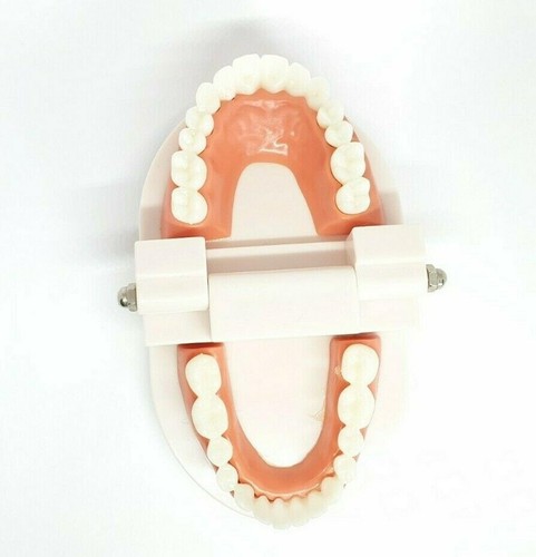 Adult Dental Standard Teaching Educational Typodont Demonstration Teeth Model N - Afbeelding 11 van 11
