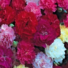 6 X Plug Plants Carnation Hardy Border Mixed Perennial Cut