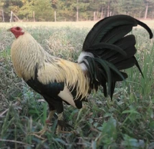 10 CHICKEN HATCHING EGGS