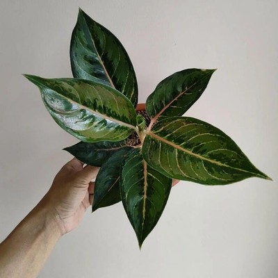 Aglaonema Green Javana Very Beautiful Leaves Rare Tropical Plant