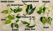 Pothos Cuttings Bundle You Get 9 Different Types!