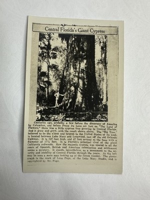 RPPC Giant Cypress Tree Central Florida Longwood FL Postcard c1930